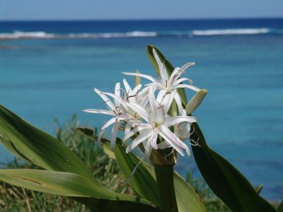 Flowers by the lagoon