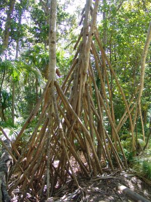 Cool looking tree roots