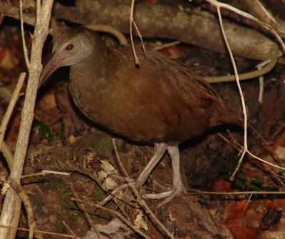 Lord Howe Island Woodhen