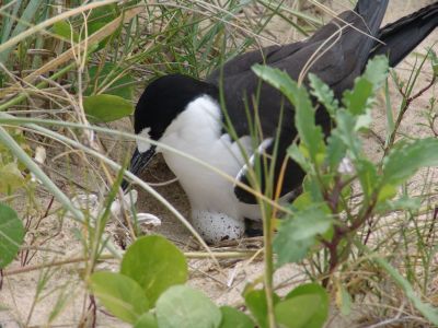 Sooty Tern on an egg
