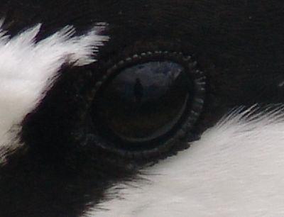 So close I could see myself reflected in its eye!