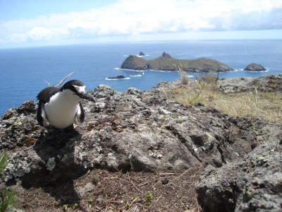 Sooty Tern in front of the Admiralty Islands