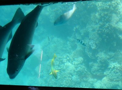 Glass bottom boat tour