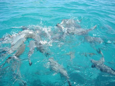 Fish feeding frenzy