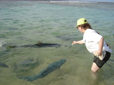 Feeding the fish at Ned's Beach - those Kingfish are enormous!