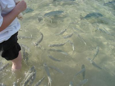 Feeding the fish at Ned's Beach