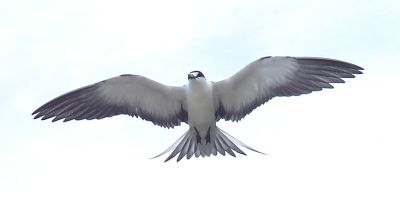 Agro Sooty Tern