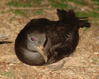 Mutton bird