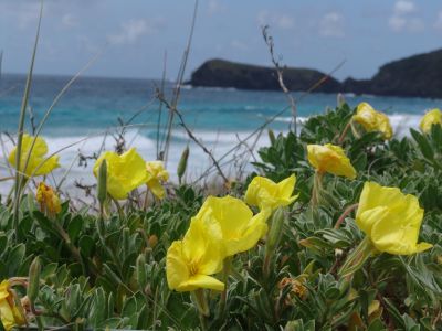 Flowers at Blinky Beach