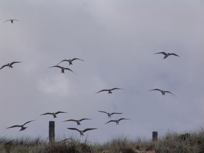 The Birds!