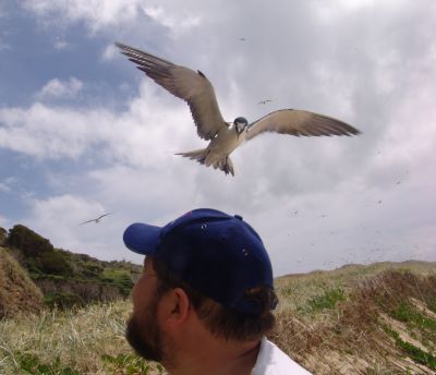This sooty tern was getting quite agitated with Stu