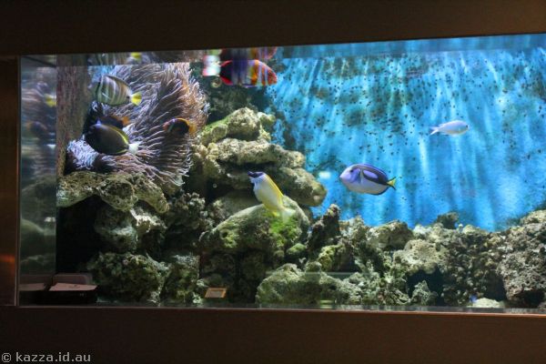 Salt water aquarium in the hotel