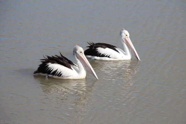 Pelicans in the bay off Cairns