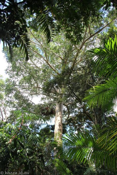 Rainforest at Red Peak