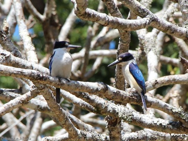 Probably forest kingfishers