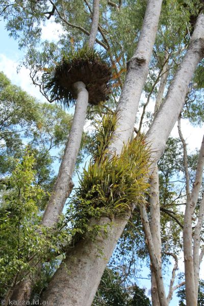 Elkhorn ferns in a tree in Kuranda