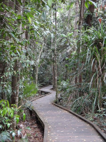 Walkway through the rainforest