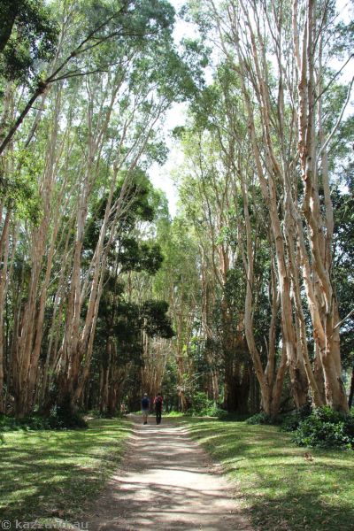Pretty pathway in Kuranda