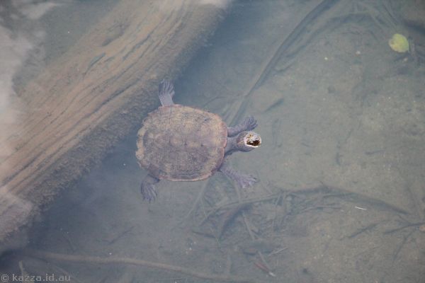 Tortoise in Lake Eacham