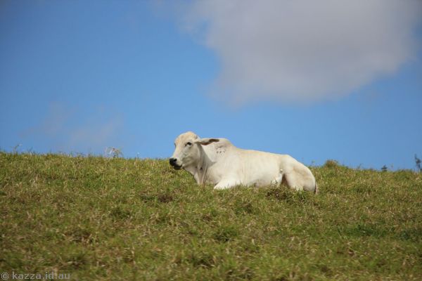 Cow on a farm off Boar Pocket Road