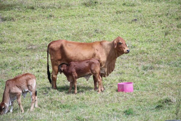 Cows on a farm off Boar Pocket Road