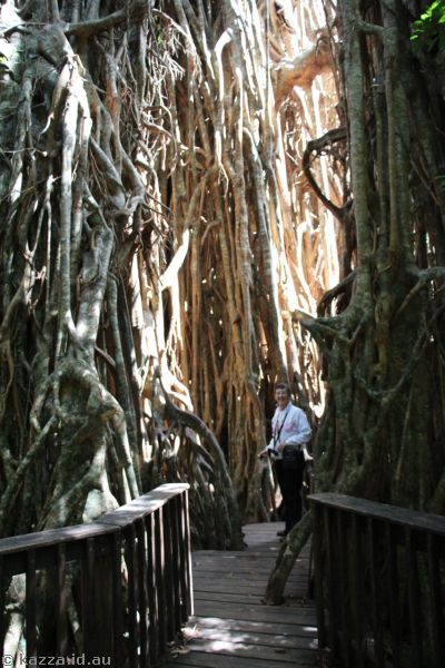 Mum at Cathedral Fig Tree
