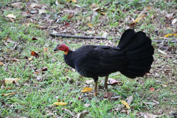 Bush turkey near Cathedral Fig Tree