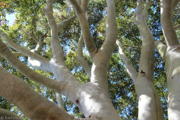 Pretty tree trunk outside Ravenshoe Visitor Centre