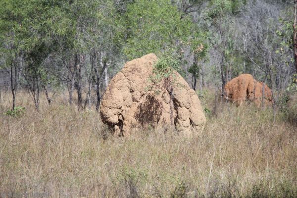Termite mounds near Inner Hot Springs