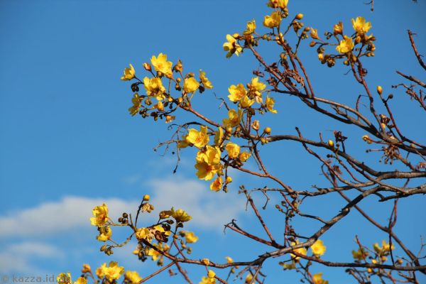 Yellow cotton tree flowers at Bluff Walk Lookout