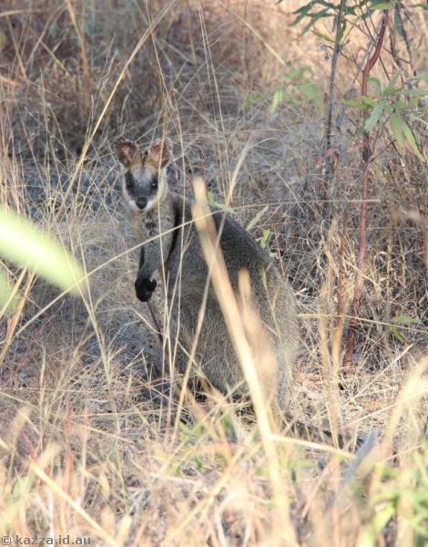 Wallaby at Undara Resort