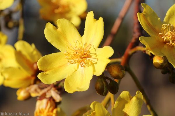 Yellow cotton tree flowers at Undara