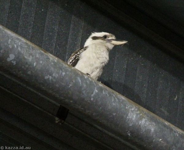 Kookaburra in the shed at Undara