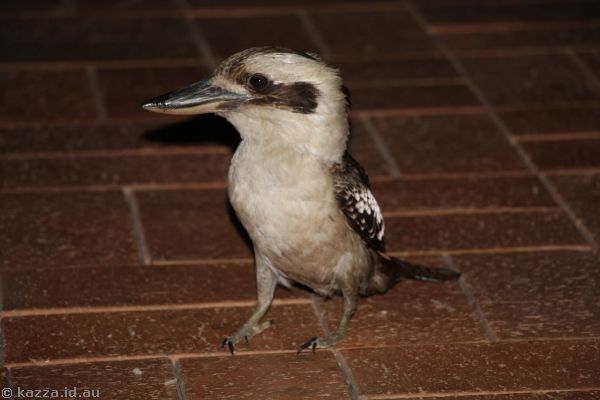Kookaburra in the shed at Undara