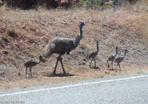 Emu dad and four chicks