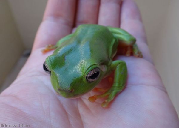 Green tree frog in Normanton