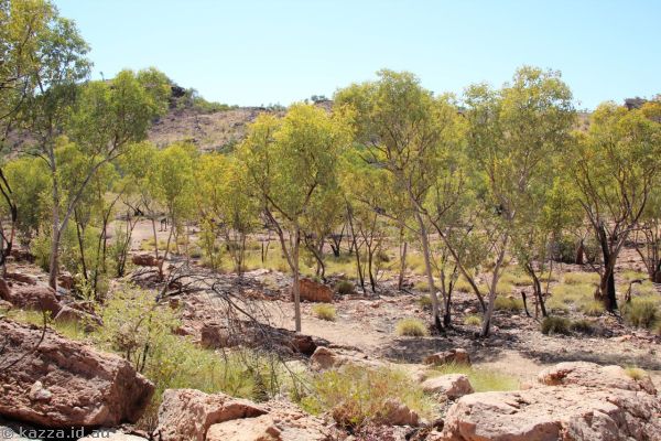 Landscape in Lawn Hill National Park