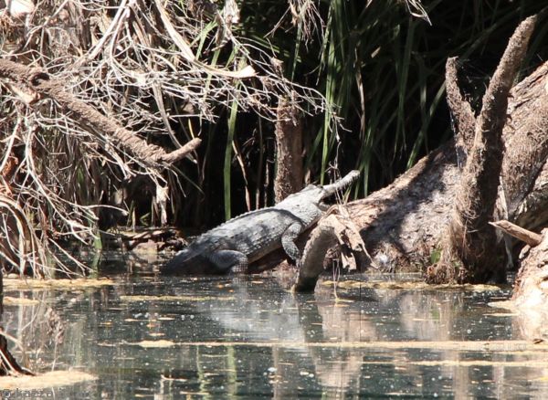 Freshwater crocodile at Lawn Hill Creek