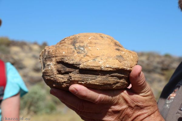 I think this might have been a stromatolite at Riversleigh