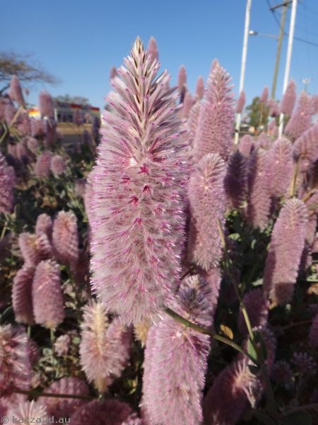 Mulla mulla flowers aka pussy cat tail