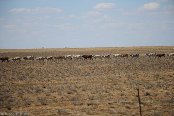 Cattle in a line heading for the water hole