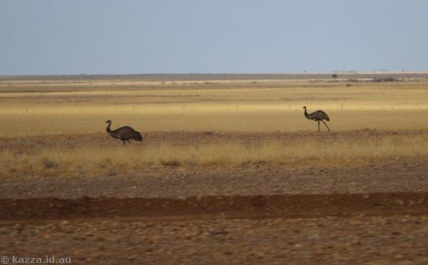 Emus off the Landsborough Highway