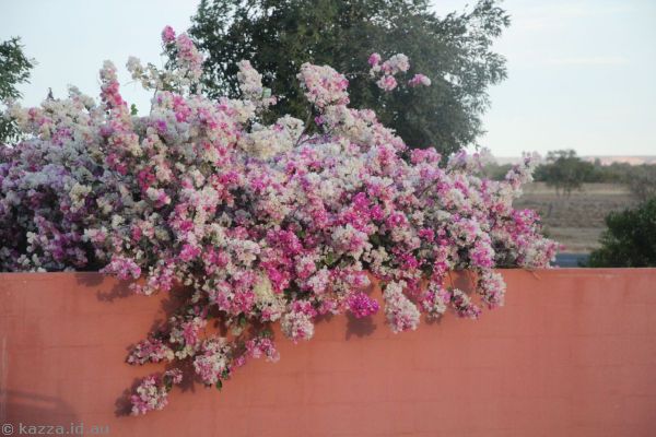 Flowers at the front of the motor inn
