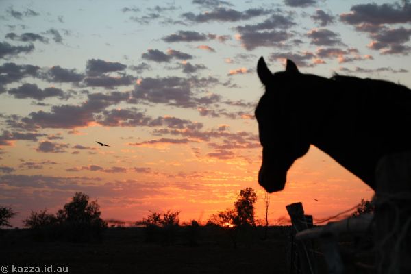 Horse watching the sunrise on a farm next to Winton