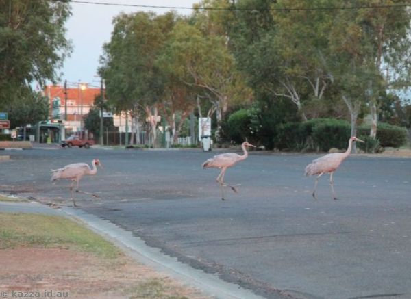 Why did the brolgas cross the road?