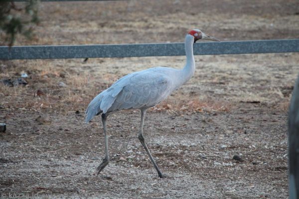 Brolga on Elderslie Street