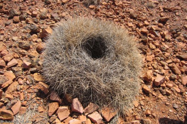 Spinifex at the Dinosaur Stampede National Monument