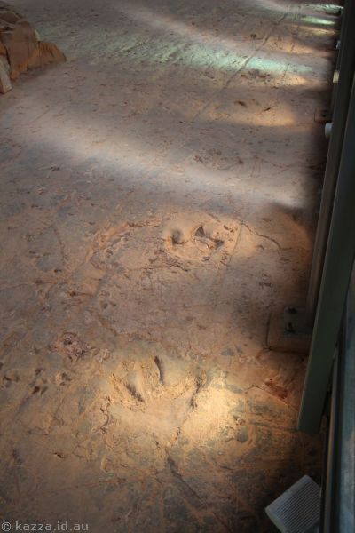 Dinosaur stampede tracks