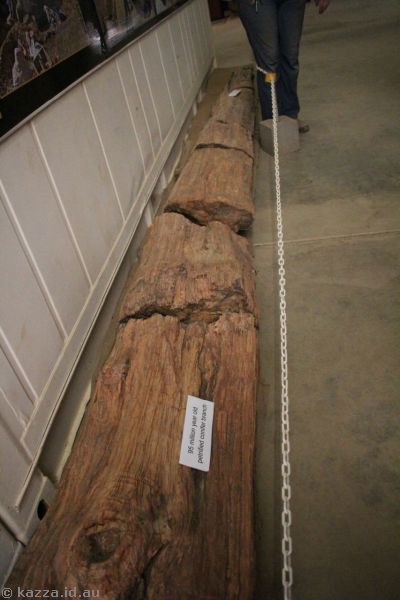 Fossilised conifer branch