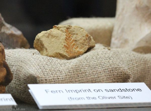 Fern imprint on sandstone fossil